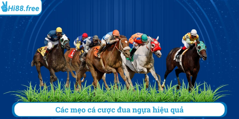 Các mẹo cá cược đua ngựa hiệu quả